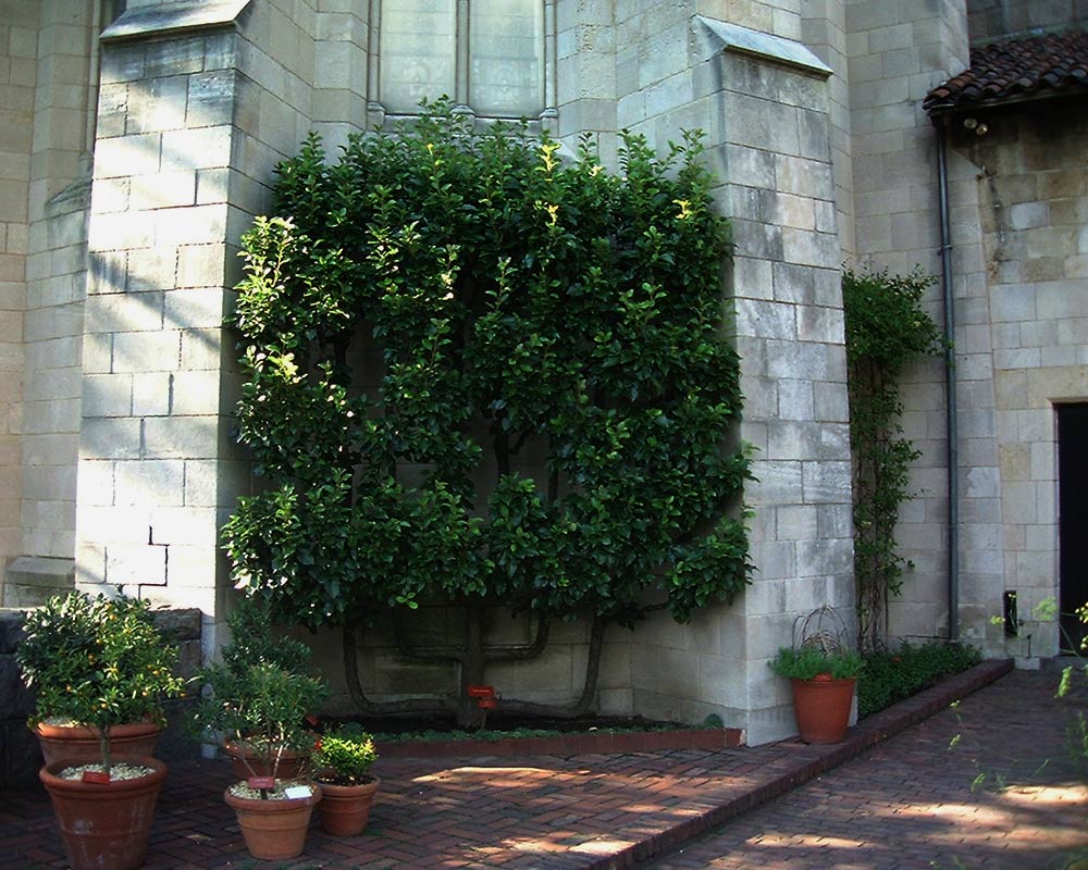 Arbre fruitier en espalier contre un mur de pierre