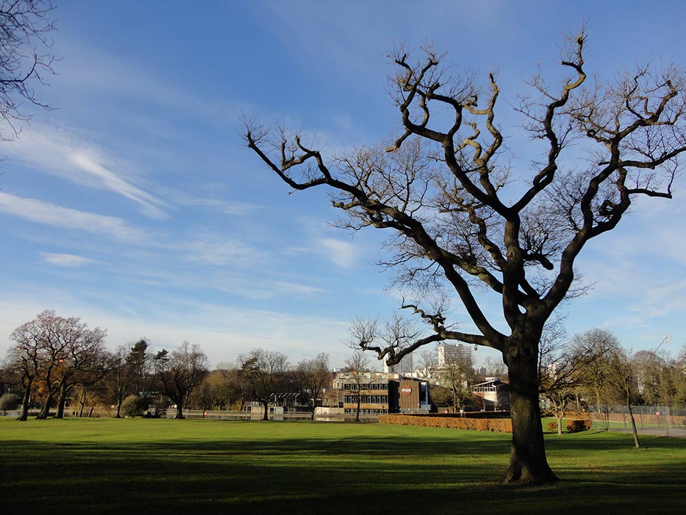 Arbre étêté sur fond de paysage de campagne