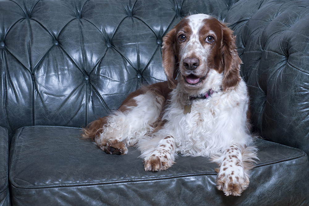 Setter sur chesterfield