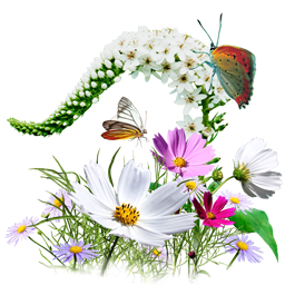 Fleurs sauvages
